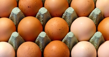eggs