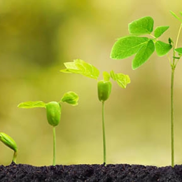flower plant growing