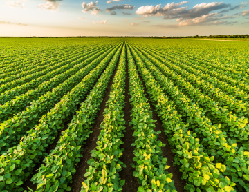 USDA announces Pandemic Cover Crop Program